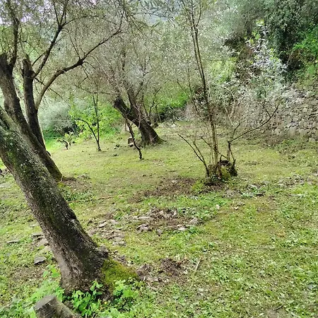 Olivari Apartments&garden